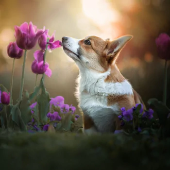 corgi purple flower tulip dog flower Animal PFP
