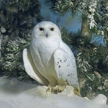 winter snowy owl Animal PFP