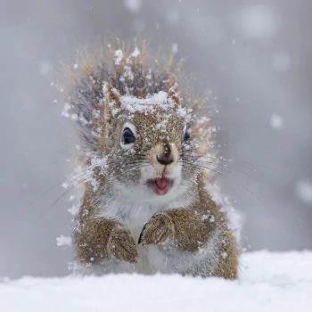 winter snow snowfall rodent squirrel Animal PFP