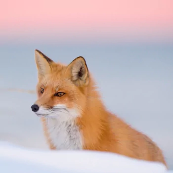 winter red fox fox Animal PFP