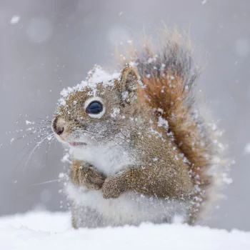 winter snow snowfall rodent squirrel Animal PFP