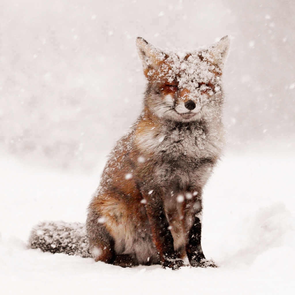 Red Fox in a Snowstorm