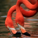 Flamingo Pfp