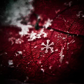 nature snowflake PFP