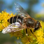  Flower Fly