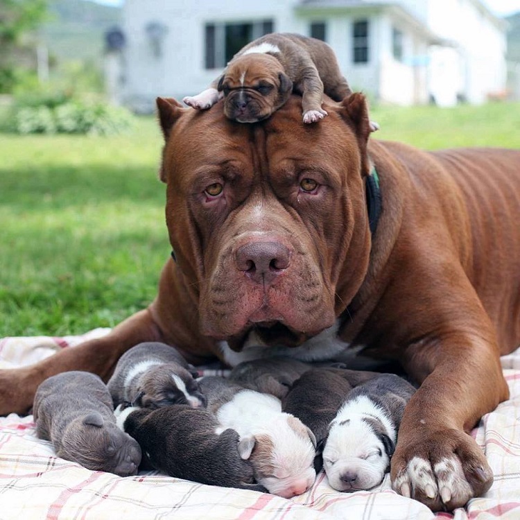 Hulk the world's biggest pit bull cuddles up to his new litter