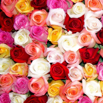  Colorful Roses