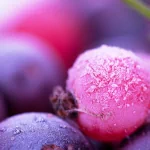 food berry PFP