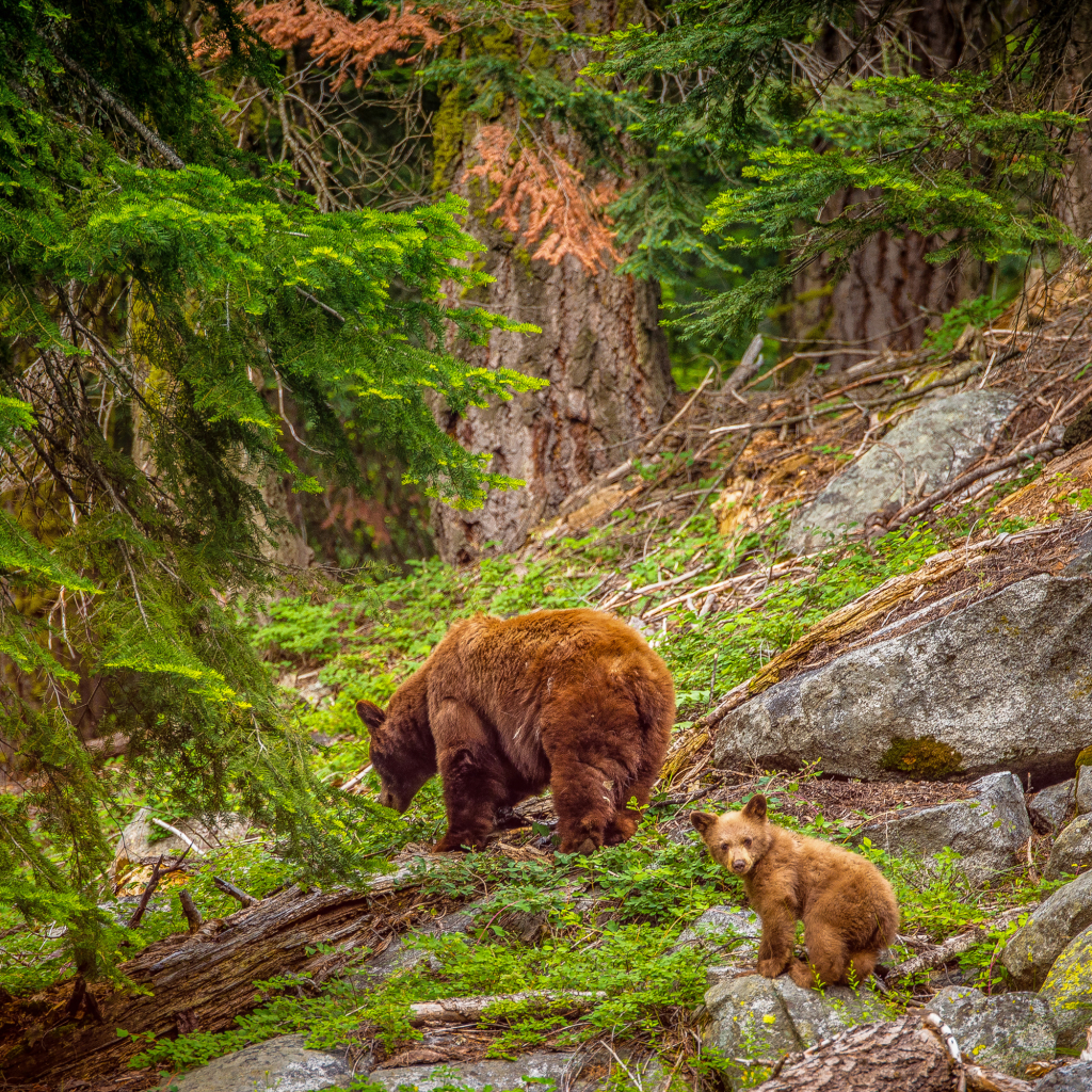 Brown Bears in Sequoia National Park