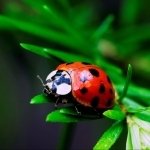 Download Animal Ladybug PFP
