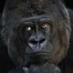 Download Animal Gorilla PFP