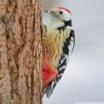 Download Animal Woodpecker PFP