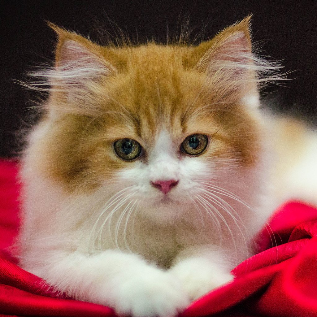 Download Cute Kitten Cat Animal Cute Cat  PFP