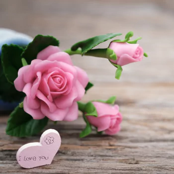  Pink Roses