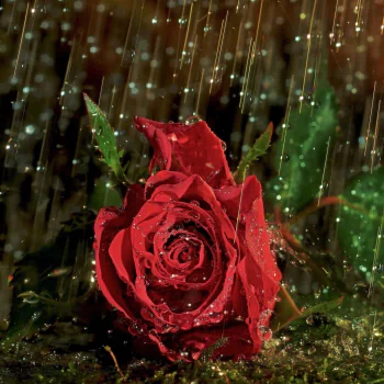 Red Rose in the Rain