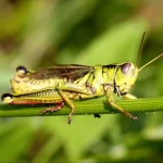 Animal grasshopper PFP