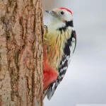 Animal woodpecker PFP