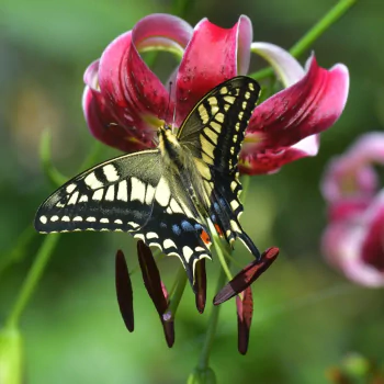 swallowtail butterfly lily butterfly macro flower Animal PFP