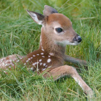  Little Fawn in the Grass