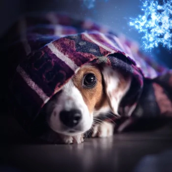 stare snowflake dog Animal PFP