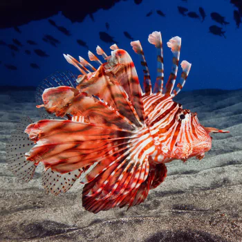 Lionfish PFP