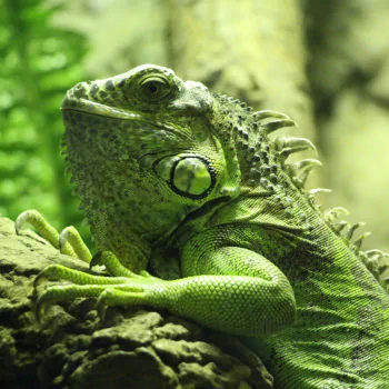 Animal iguana PFP