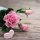 Pink Rose