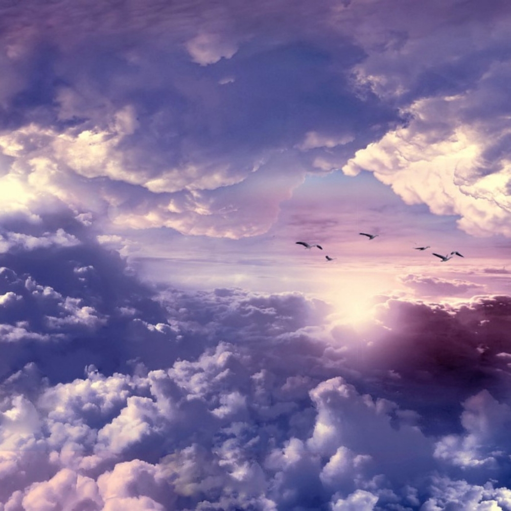 Birds Flying above the Clouds