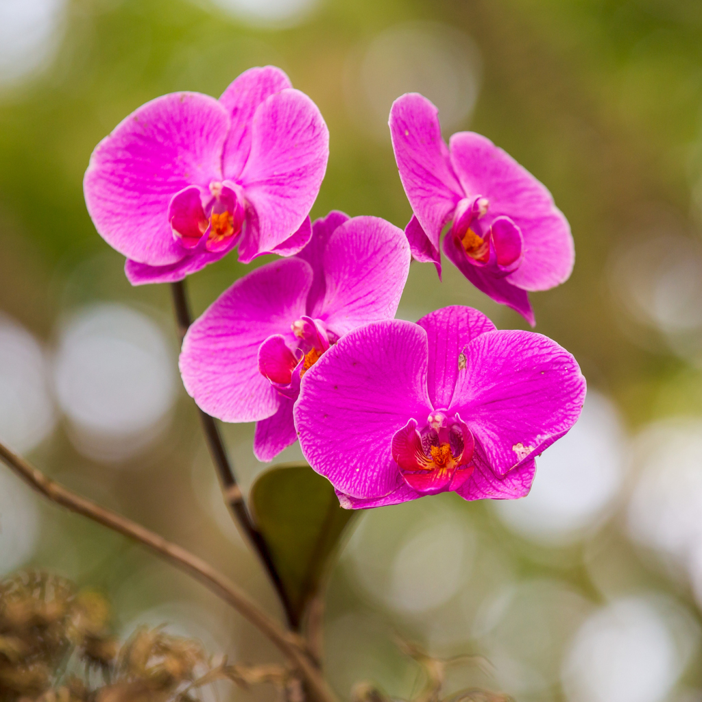 Orchid Pfp