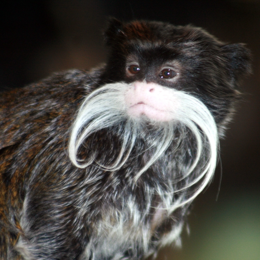 Emperor Tamarin