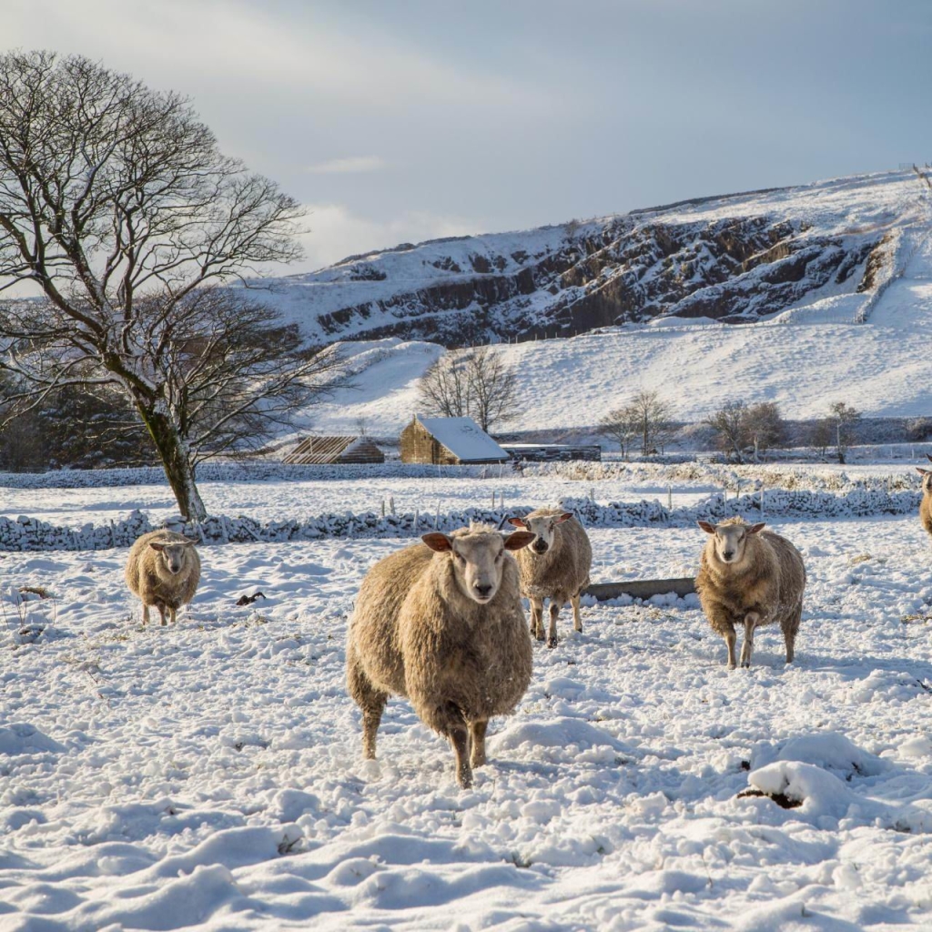 Sheep in the Snow by George Hodan
