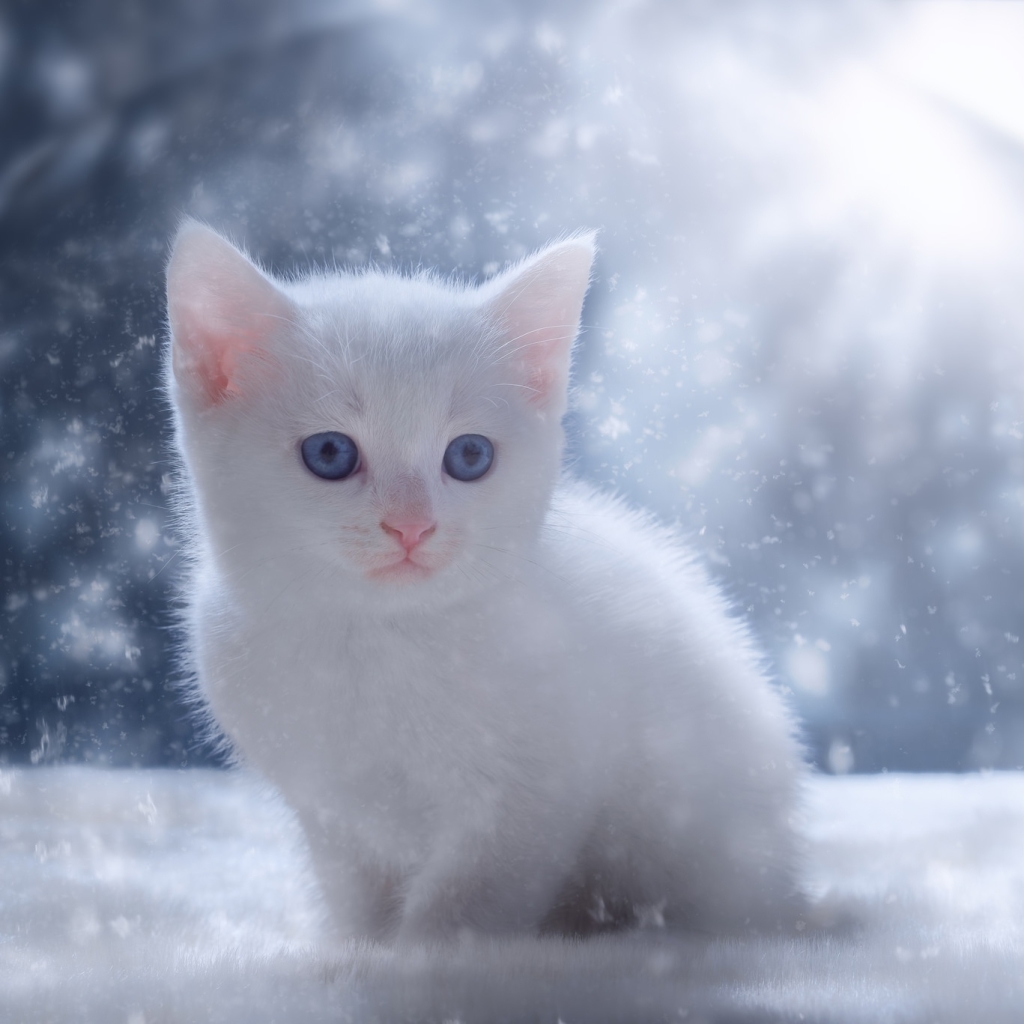 Sweet Kitten in Snow