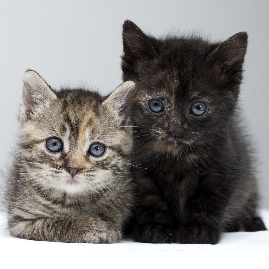 Two Kittens