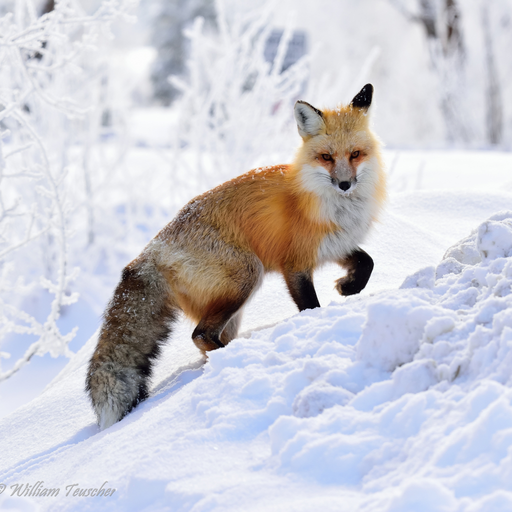 Red Fox in the Snow by William Teuscher