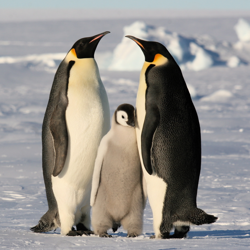 Emperor Penguin Pfp