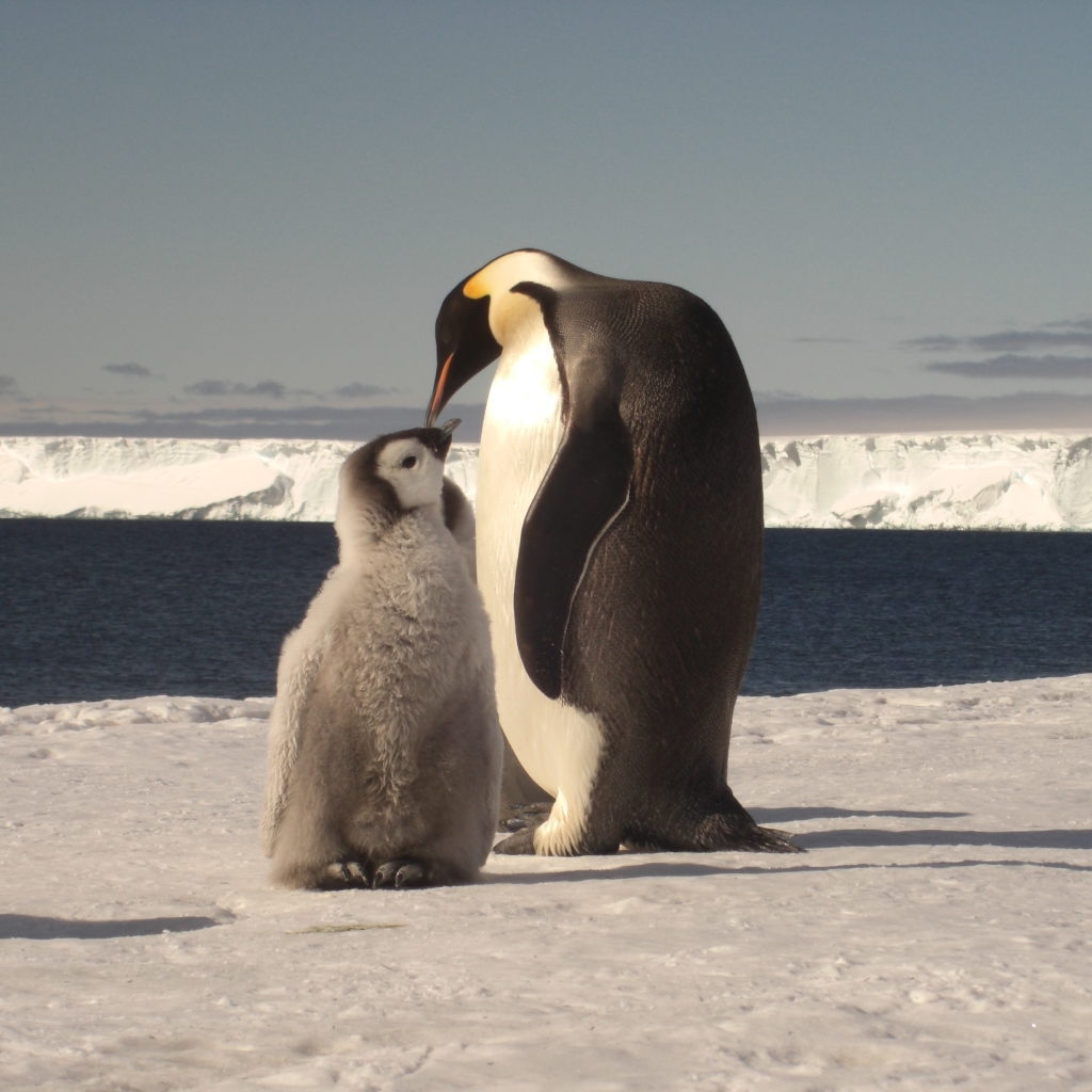 Emperor Penguin Pfp