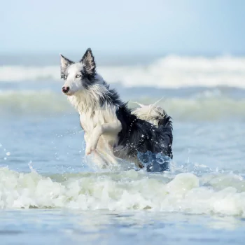 depth of field dog Animal PFP
