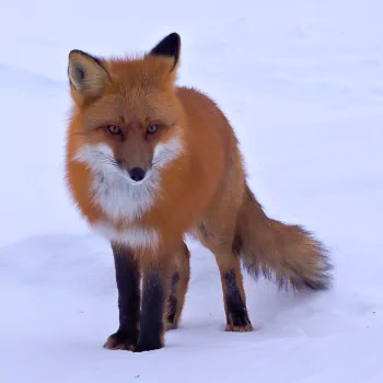 snow red fox fox Animal PFP