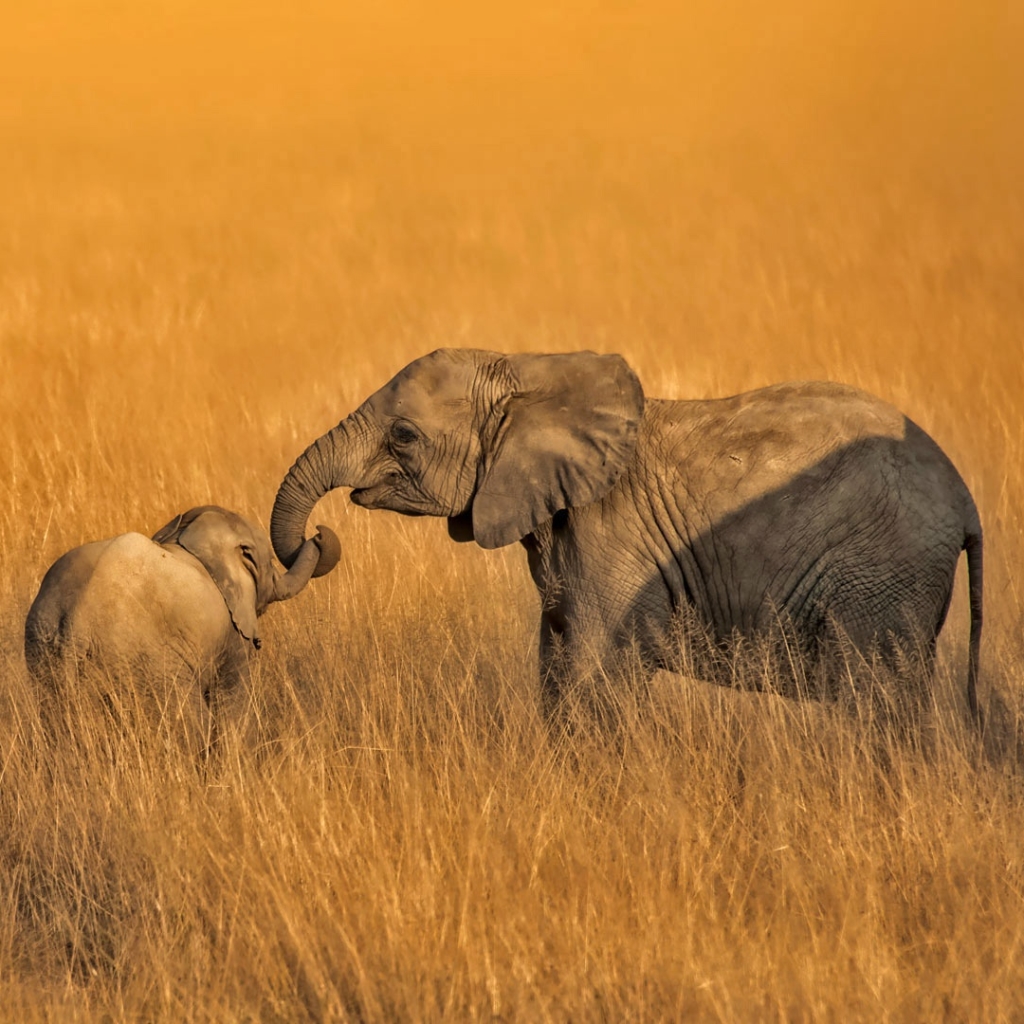 Pair of young elphants holding trunks
