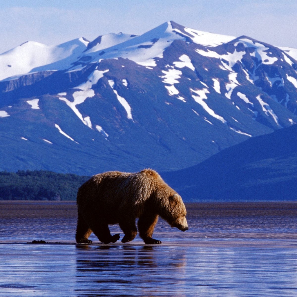 Bear in Alaska