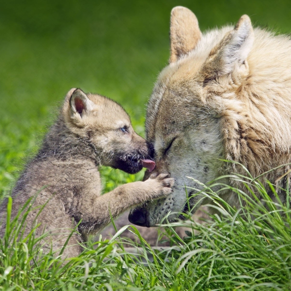 Mexican Gray Wolf and her Pup