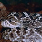 Eastern Diamondback Rattlesnake Pfp