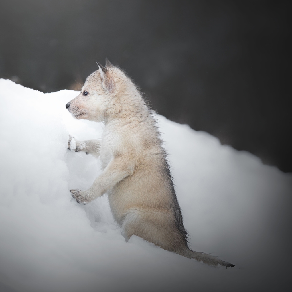 Baby Wolf in the Snow