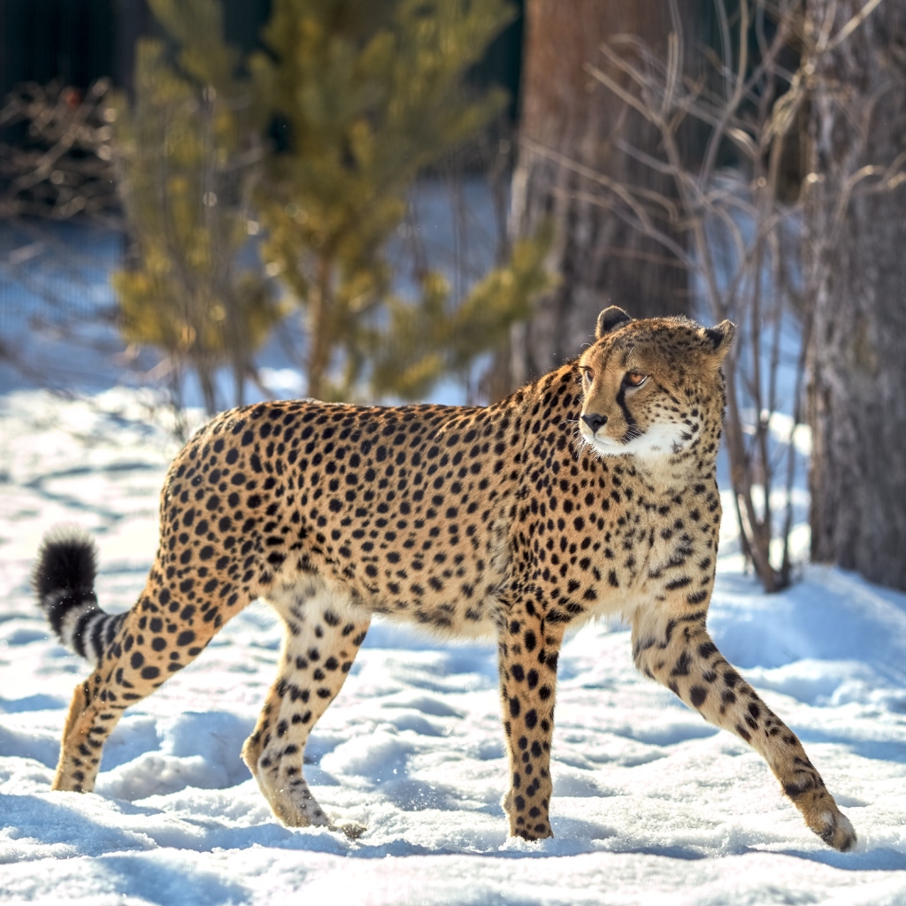 Cheetah Being Cautious