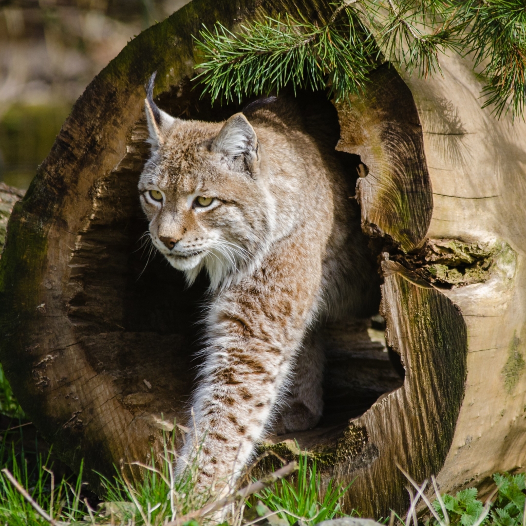 Wild Cats - The Lynx by Mathias Appel