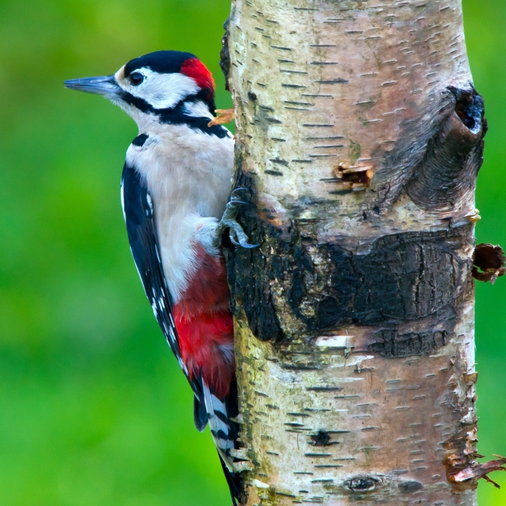 Woodpecker Pfp