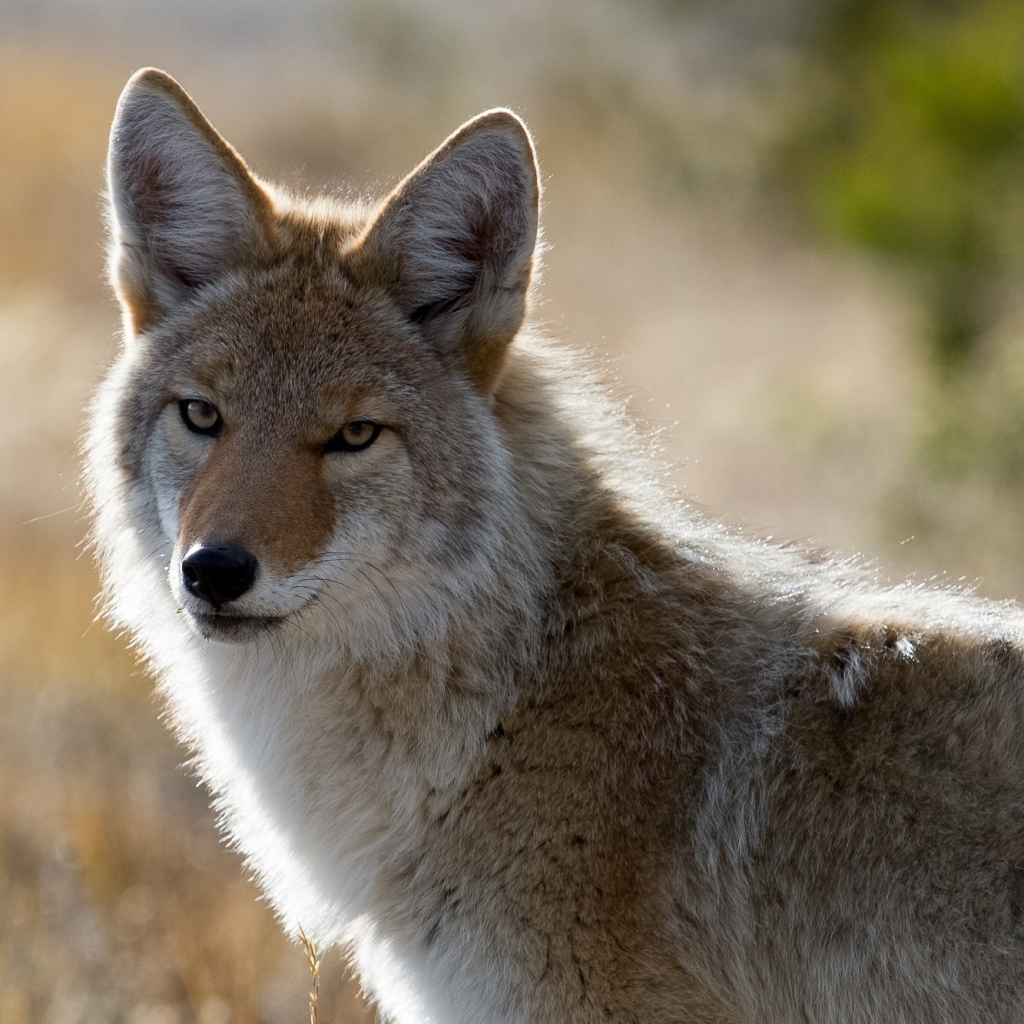 Coyote in the wilderness by skeeze
