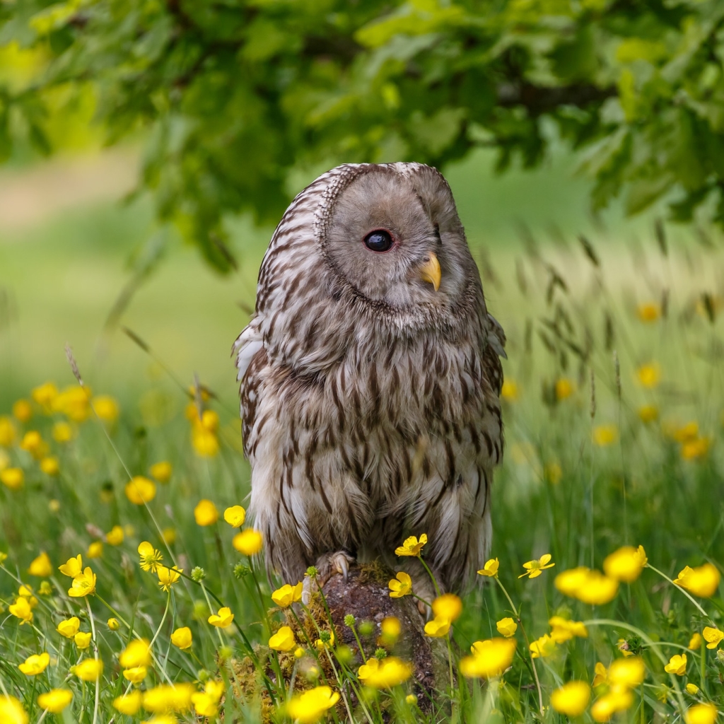Great grey owl Pfp