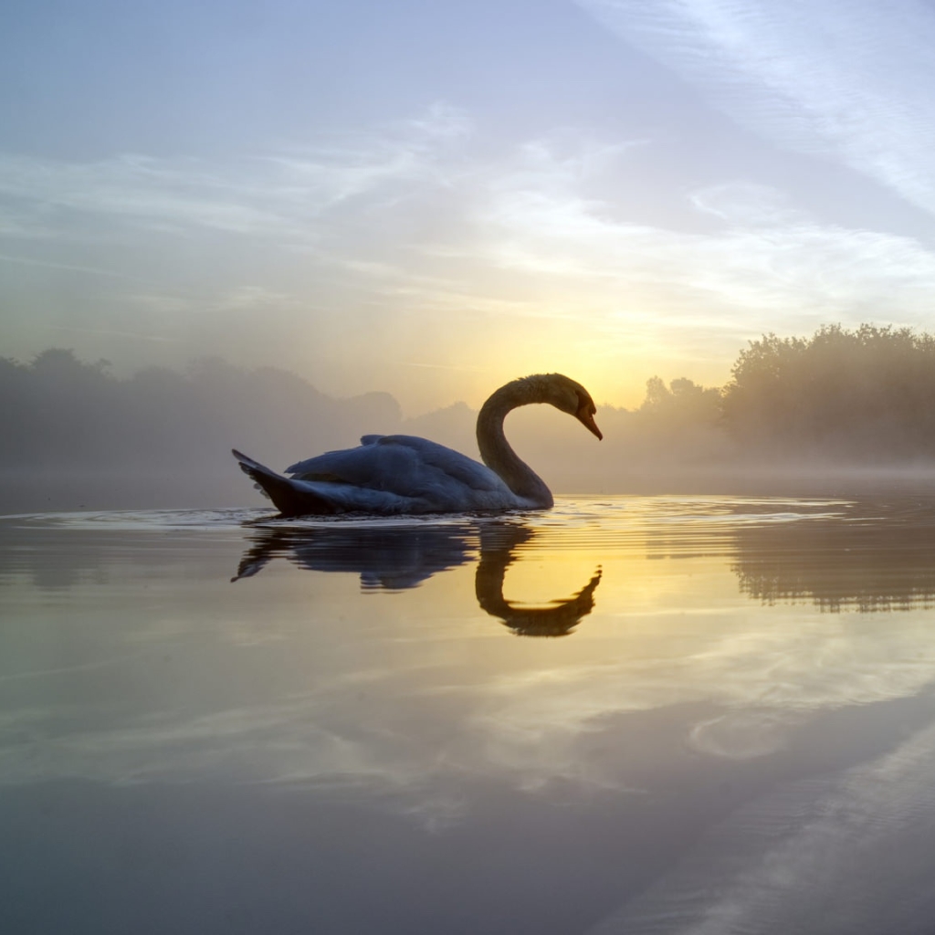 Download Reflection Bird Swan Mute Swan Animal PFP