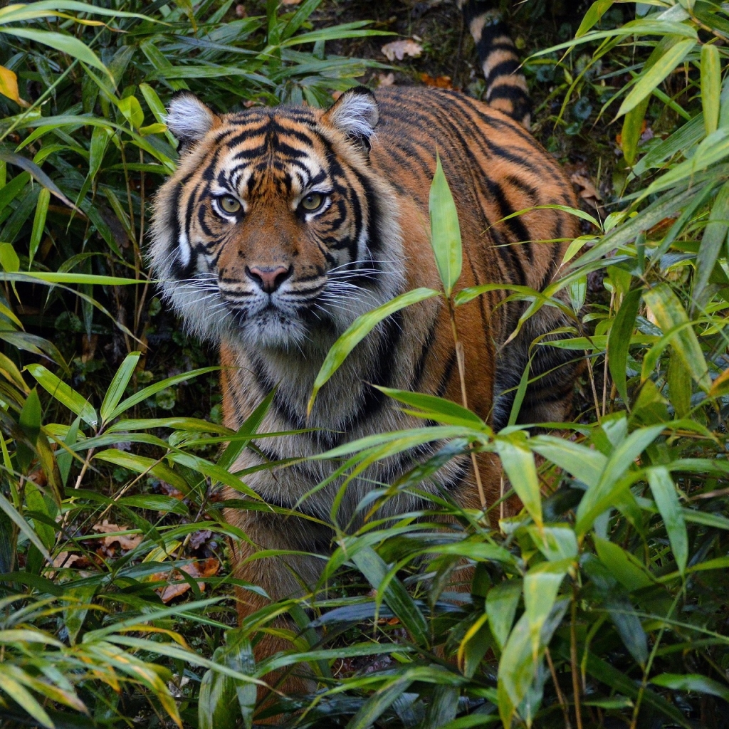 Download Stare Tiger Animal Pfp